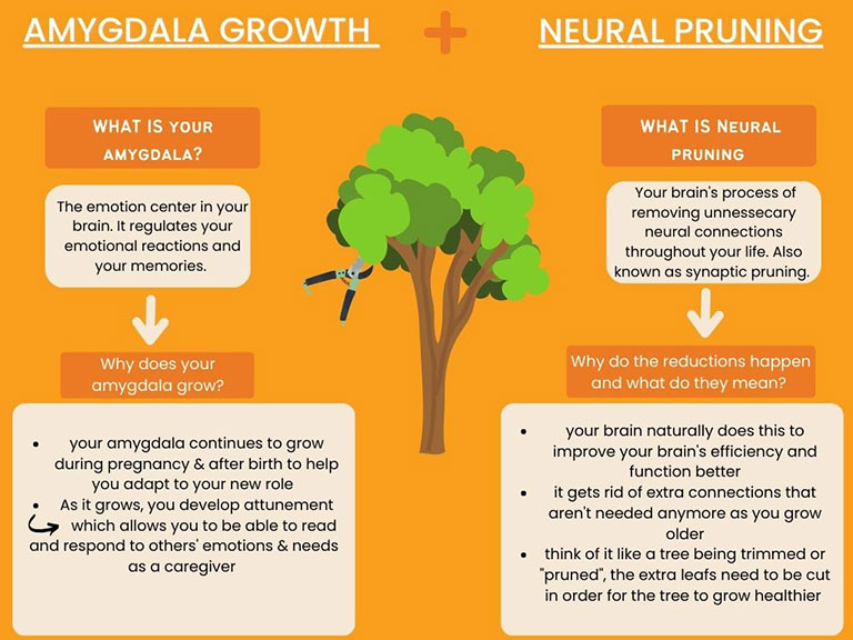 Chart of Amygdala and Synaptic Pruning | Article by Guest Contributor/Intern Alissa Flores  | Modern Counseling San Diego